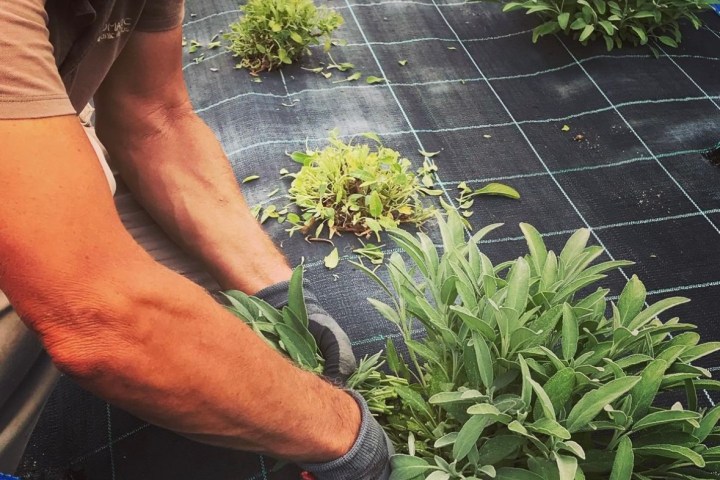 Aromatic herbs Tour in Évora