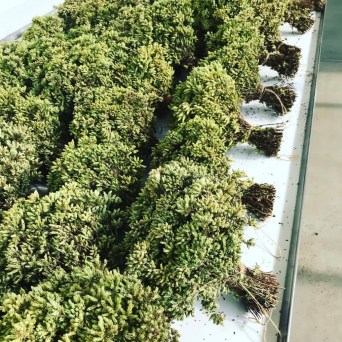 Aromatic herbs Tour in Évora