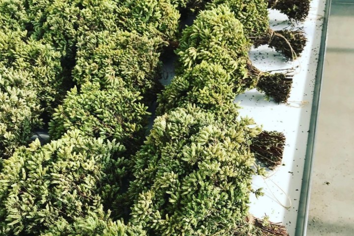 Aromatic herbs Tour in Évora