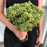 Aromatic herbs Tour in Évora