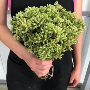 Aromatic herbs Tour in Évora