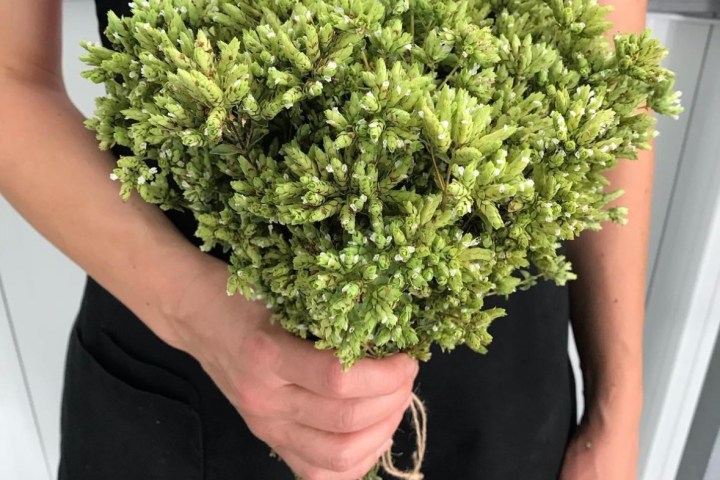 Aromatic herbs Tour in Évora