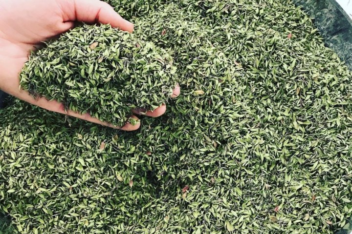 Aromatic herbs Tour in Évora