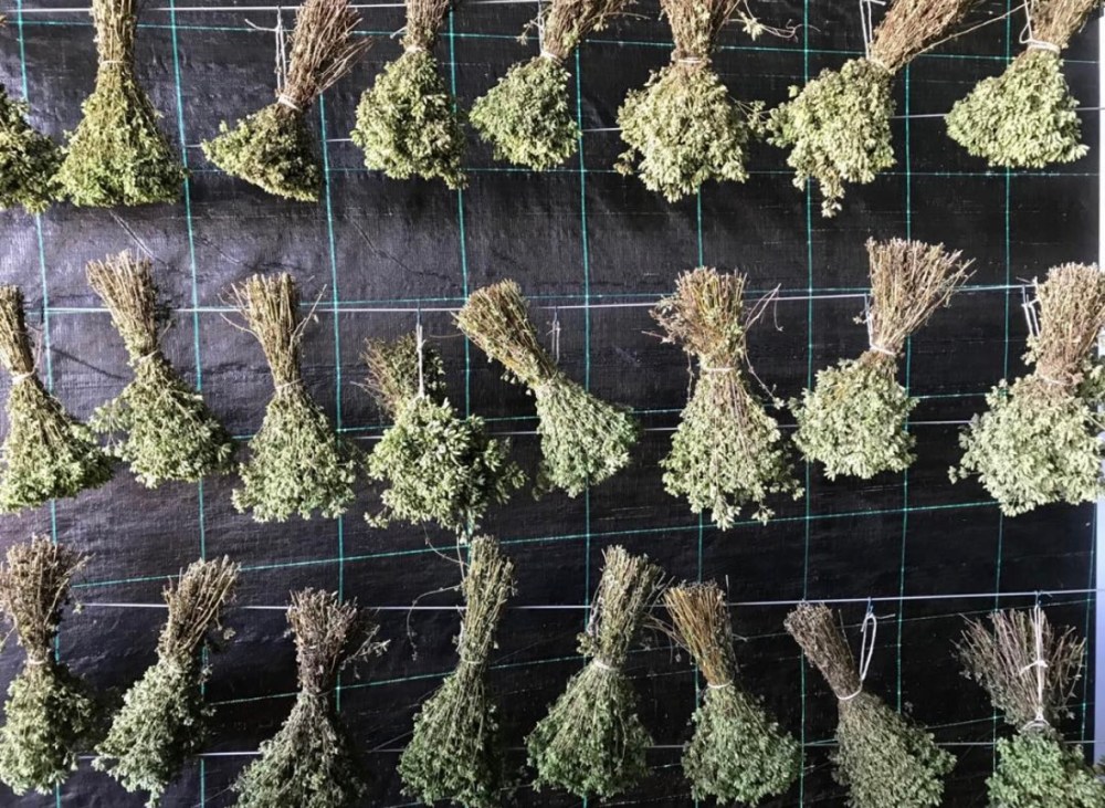 Aromatic herbs Tour in Évora