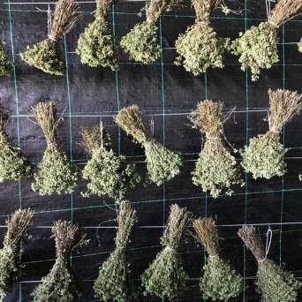 Aromatic herbs Tour in Évora