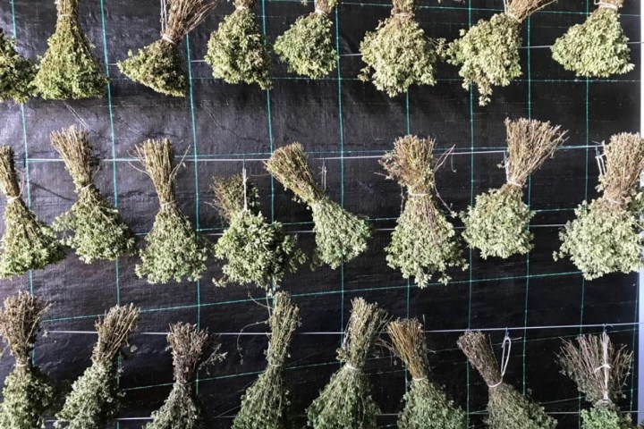 Aromatic herbs Tour in Évora