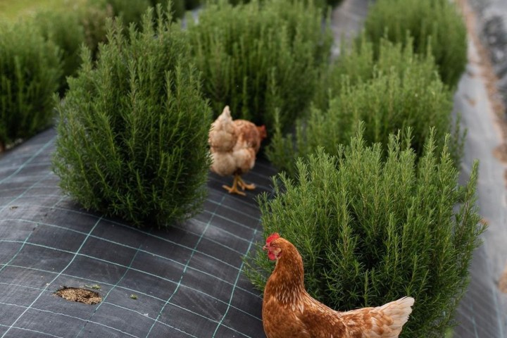 Aromatic herbs Tour in Évora