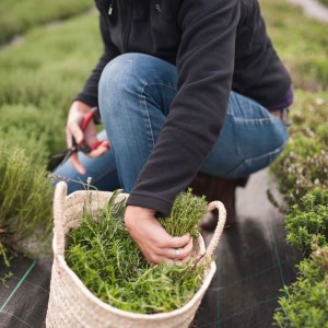 Aromatic herbs Tour in Évora