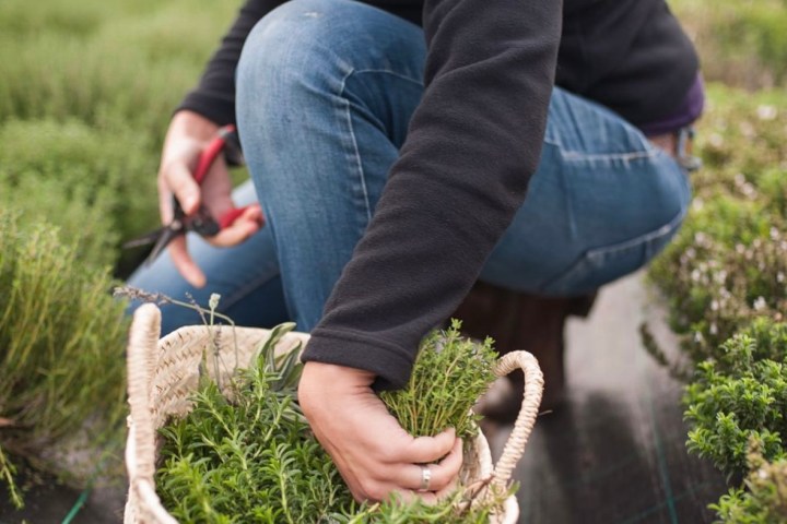 Aromatic herbs Tour in Évora