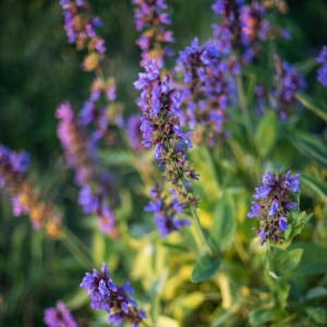 Aromatic herbs Tour in Évora