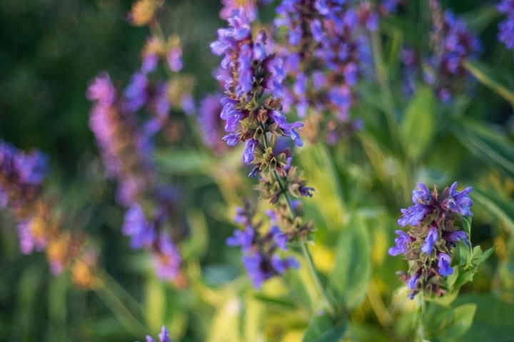 Aromatic herbs Tour in Évora