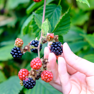 Berries farm experience