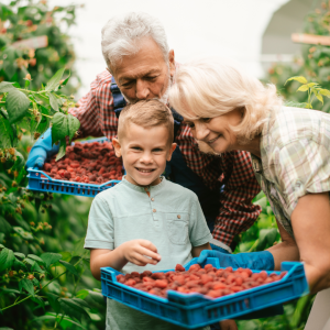 Berries farm experience