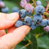 Berries farm experience