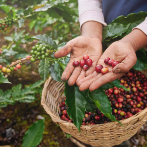 Cherry farm Madeira island