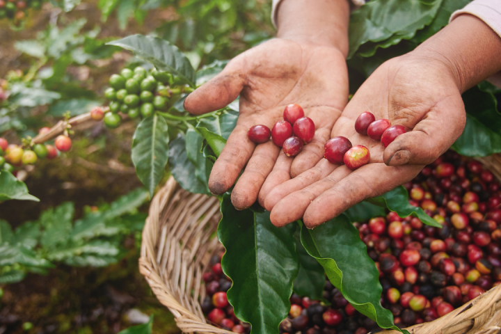 Cherry farm Madeira island