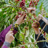 Cherry farm Madeira island