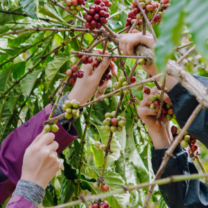 Cherry farm Madeira island