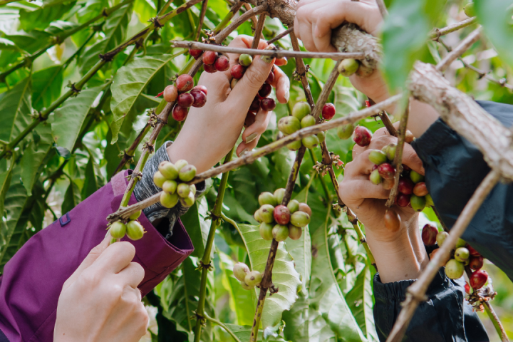 Cherry farm Madeira island