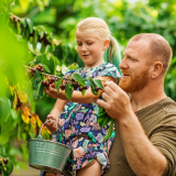 Cherry farm Madeira island