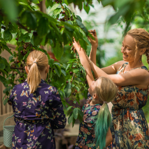 Cherry farm Madeira island
