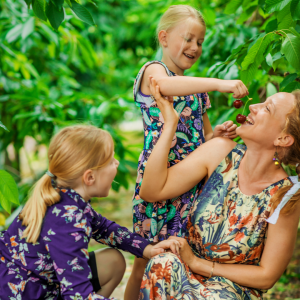 Cherry farm Madeira island