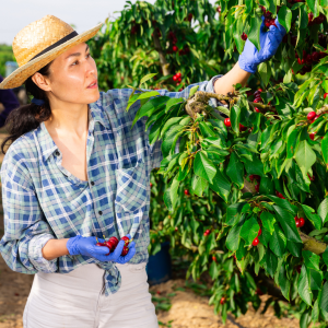 Cherry farm Madeira island