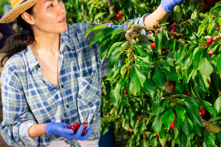 Cherry farm Madeira island