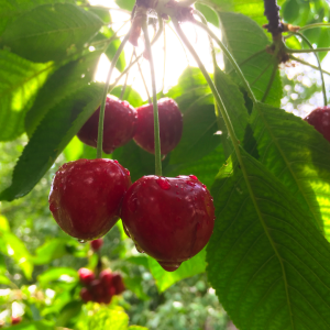 Cherry farm Madeira island