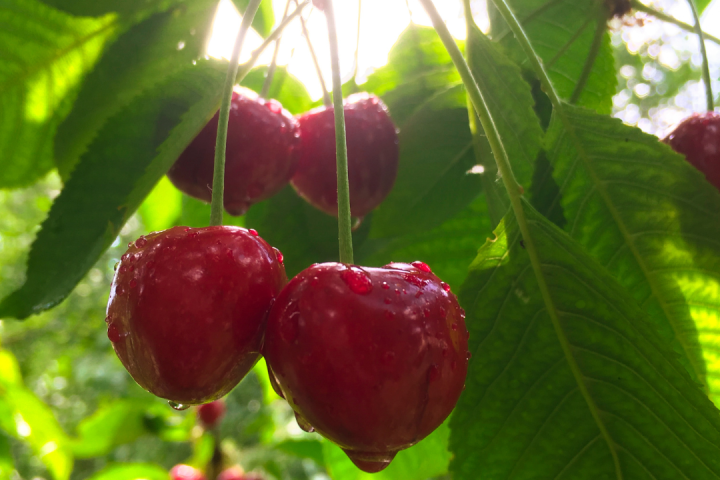Cherry farm Madeira island