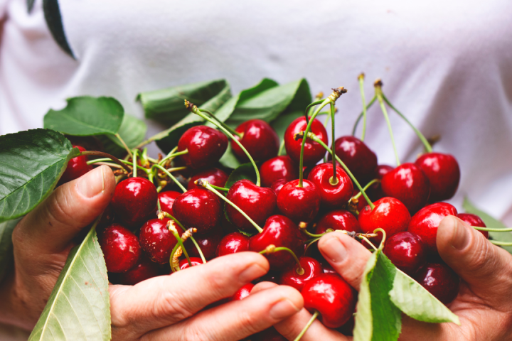 Cherry farm Madeira island