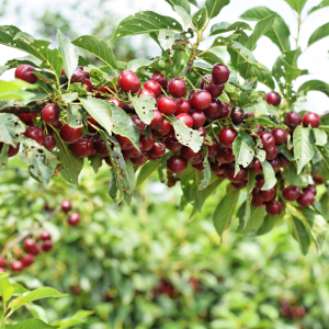 Cherry farm Madeira island