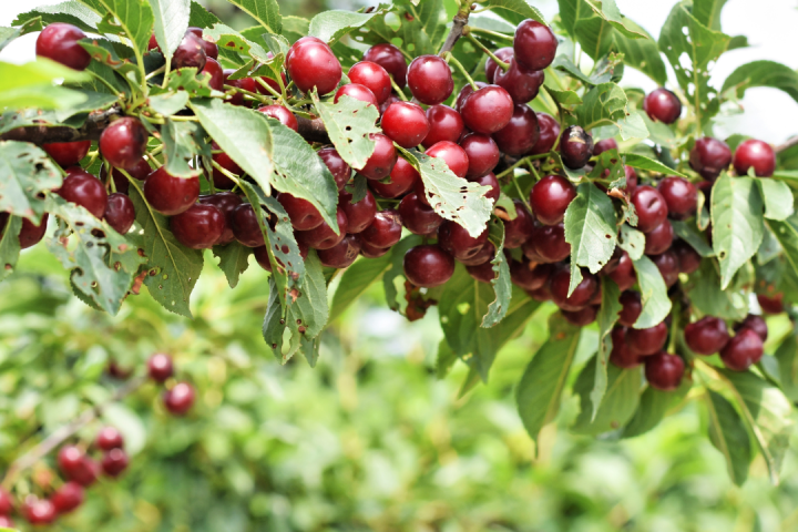Cherry farm Madeira island