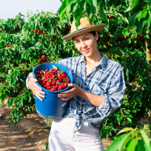 Cherry farm Madeira island