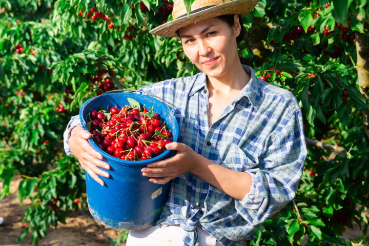 Cherry farm Madeira island
