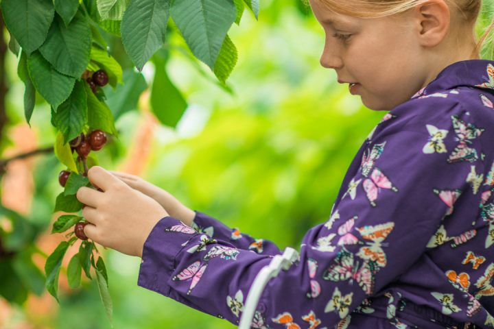 Cherry farm Madeira island