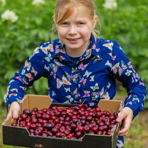 Cherry farm Madeira island