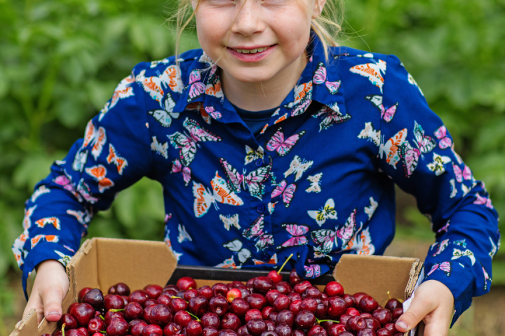 Cherry farm Madeira island