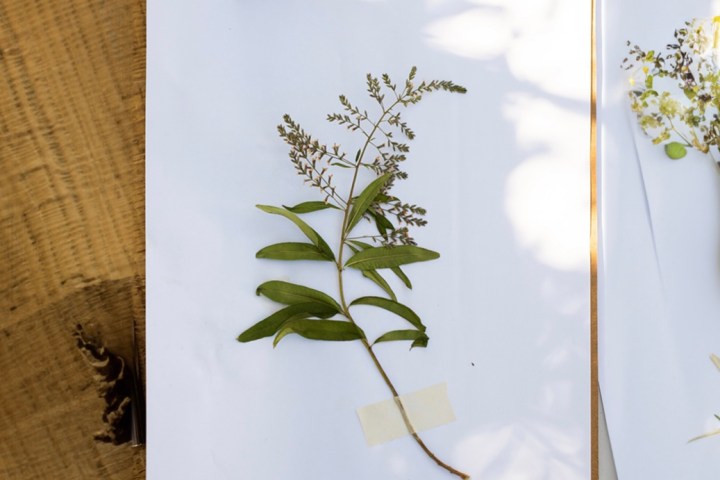 Herbarium – Illustration Workshop in Évora