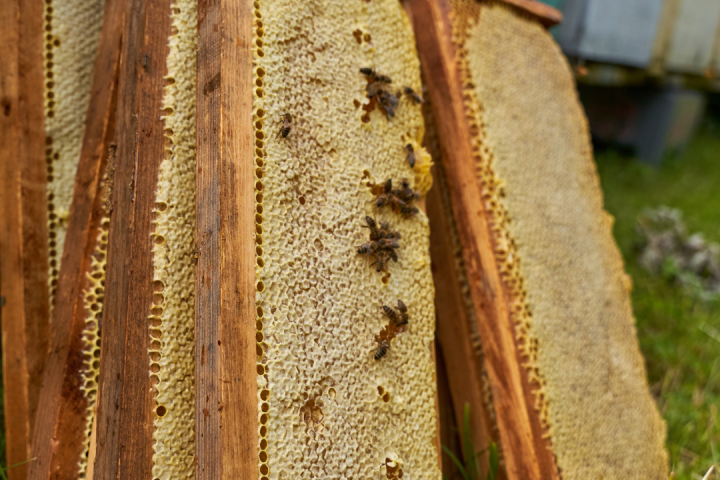 Azores Honey tour