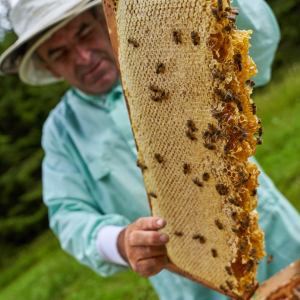 Azores Honey tour