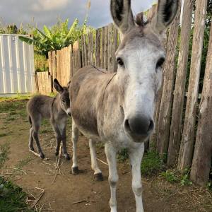 azores donkeys tour