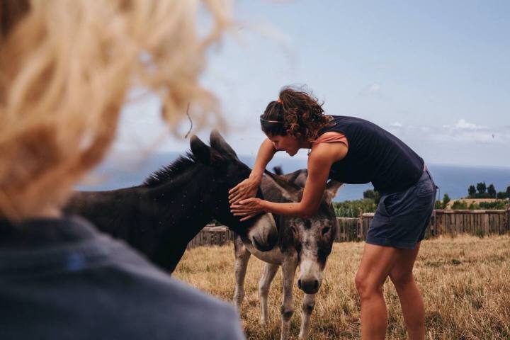 azores donkey tour
