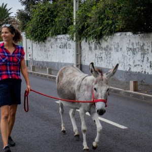 azores donkey tour