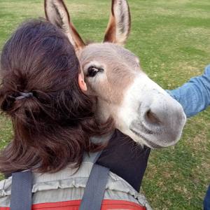 azores donkey tour