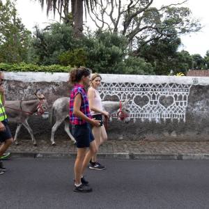 azores donkey tour