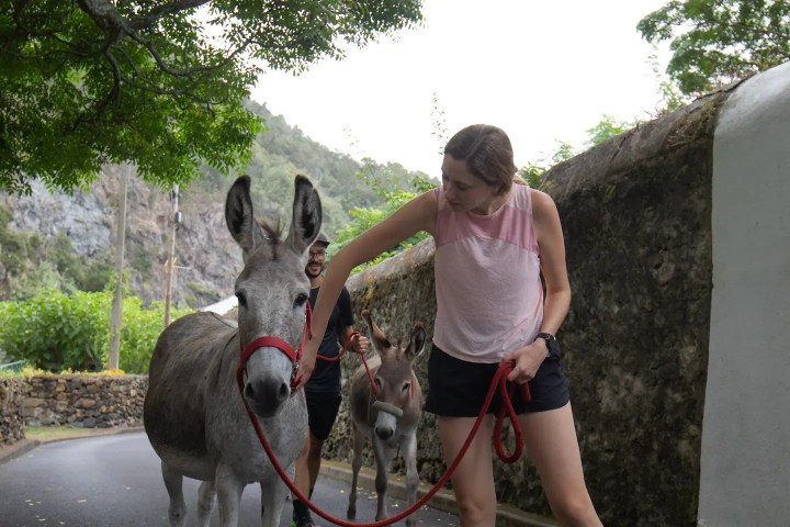 azores donkey tour