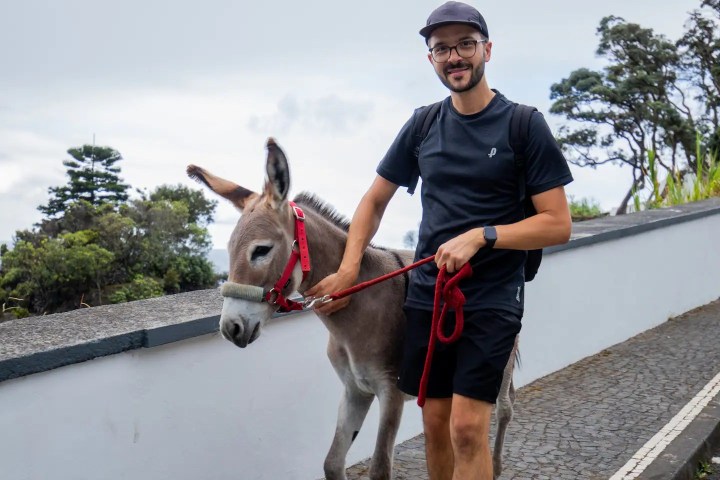 azores donkey tour