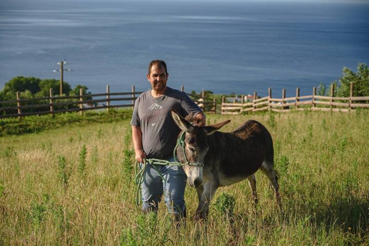 azores donkeys tour