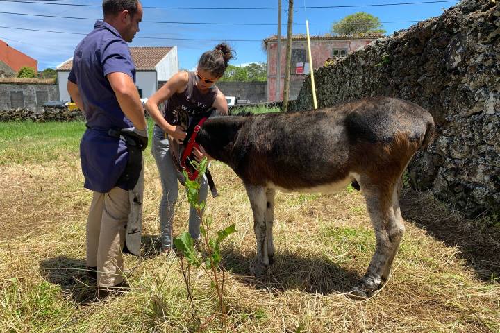 a man petting a dog that is standing in the grass